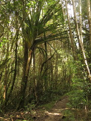 Pandanaceae
