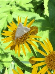 Udea alpinalis