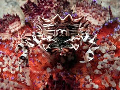 Zebrida adamsii