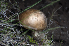 Boletus aereus