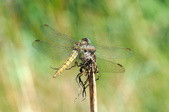 Orthetrum brunneum