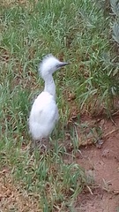 Bubulcus ibis