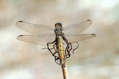 Orthetrum brunneum
