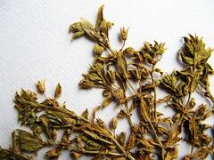 Honckenya peploides major