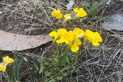 Uvedalia linearis lutea