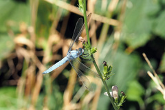 Orthetrum brunneum