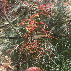Grevillea dryandri