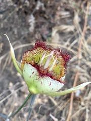 Calochortus fimbriatus