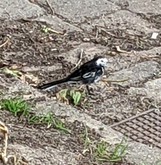 Motacilla alba yarrellii