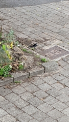 Motacilla alba yarrellii