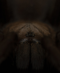 Thrigmopoeus truculentus