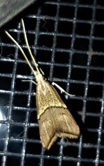 Crocanthes prasinopis