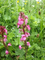 Pedicularis nordmanniana