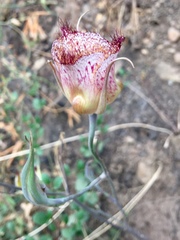 Calochortus fimbriatus