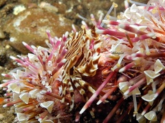 Zebrida adamsii