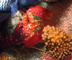 Enoplometopus occidentalis