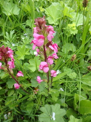 Pedicularis nordmanniana