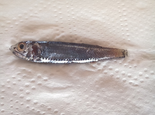 Walvis pearlside (Maurolicus walvisensis) — Sternoptychidae — 2