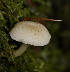 Entoloma albidosimulans