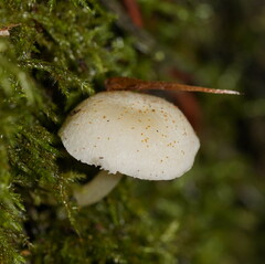 Entoloma albidosimulans