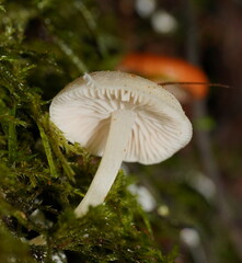 Entoloma albidosimulans
