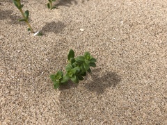 Angiospermae