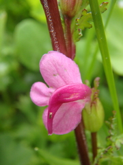 Pedicularis nordmanniana