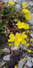 Helianthemum oelandicum