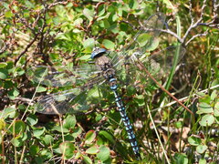 Aeshna caerulea