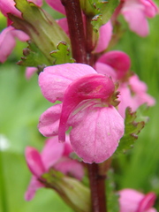 Pedicularis nordmanniana
