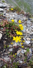 Helianthemum oelandicum