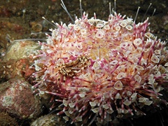 Zebrida adamsii