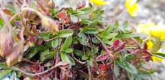 Helianthemum oelandicum
