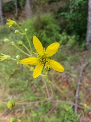 Silphium compositum