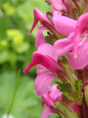 Pedicularis nordmanniana