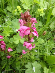 Pedicularis nordmanniana