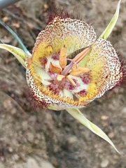 Calochortus fimbriatus
