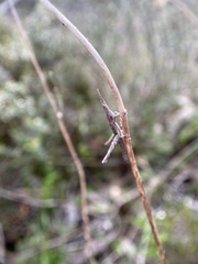 Vandiemenella viatica