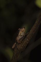 Pedostibes tuberculosus