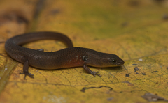 Beddome's Cat Skink photo 2
