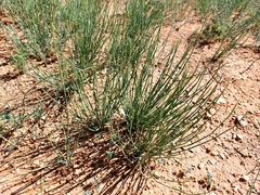 Ephedra sinica