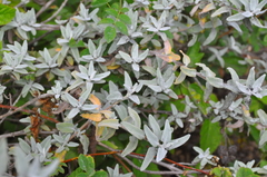 Salvia leucophylla