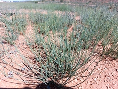 Ephedra sinica