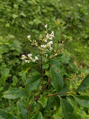 Osmanthus suavis