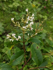 Osmanthus suavis