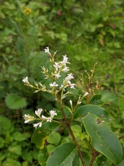 Osmanthus suavis