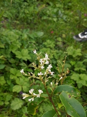 Osmanthus suavis