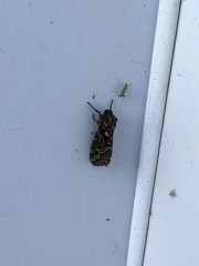 Korscheltellus gracilis