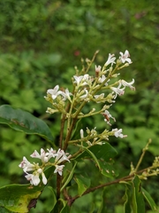 Osmanthus suavis