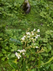 Osmanthus suavis